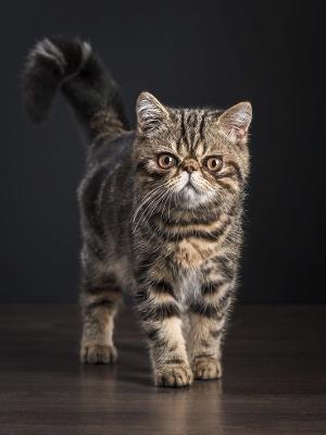 Buy Exotic Shorthair cat in india – Adorable Exotic Shorthair kittens for Sale